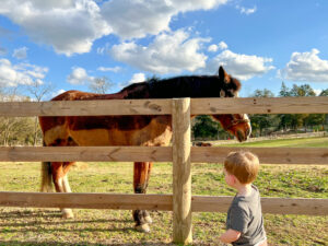 Horses at Tanglewood Park