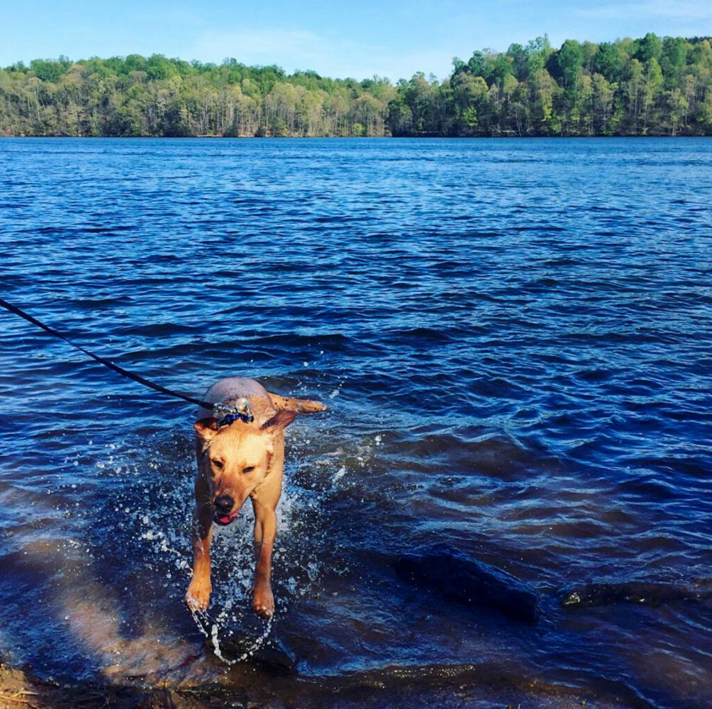 Dog jumping out of Salem Lake in Winston-Salem, NC. 